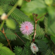 Mimoza wstydliwa czułek wstydliwy Mimosa pudica 0,2 g