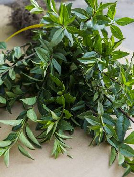 Ligustr Zimozielony Atrovirens Wielopędowy PREMIUM SADZONKI Plant Pack