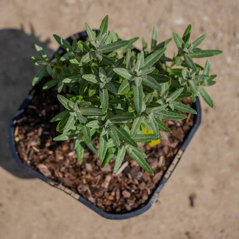 Rokitnik pospolity Hikul męski (C2)