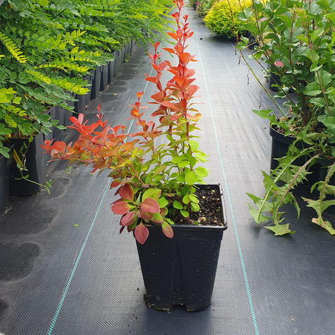 Berberys Thunberga Venice (C2)