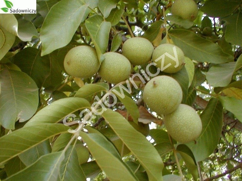 Orzech włoski w doniczce