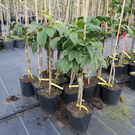 Kasztanowiec kolumnowy