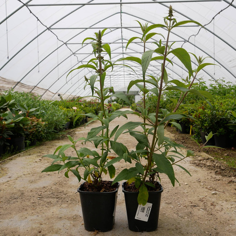 Budleja Dawida 'Peacock' (C2)