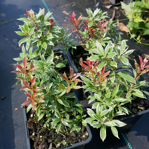 Pieris japoński Little Heath (P9)