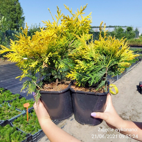 Thuja Tuja Żywotnik zachodni Yellow Ribon (C2)