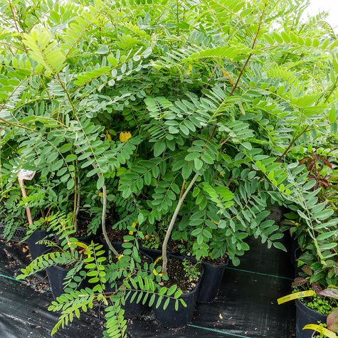 Amfora Amorfa zwyczajna Indygowiec (C2)