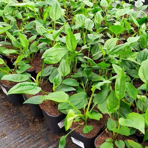 Jeżówka purpurowa Deep Rose (C2)