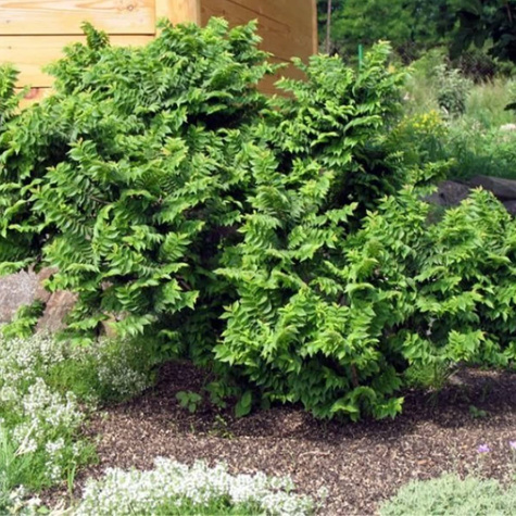 Wiąz polny karłowy Jacqueline Hillier (P9)