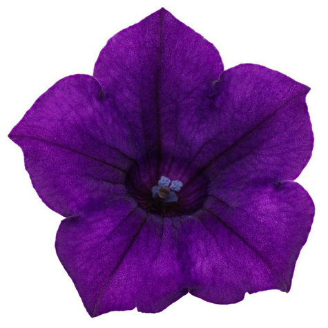 Surfinia Supertunia Mini Vista Ultramarine samoczyszcząca