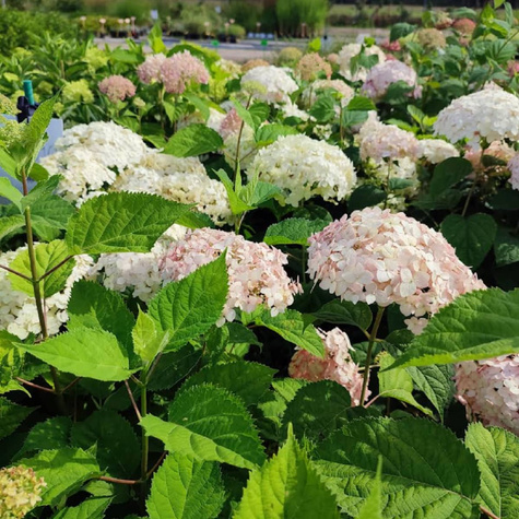 Hortensja drzewiasta Candybelle Marshmallow (C2)