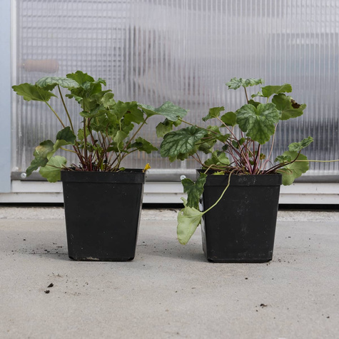 Żurawka amerykańska Dale's Strain (C2)