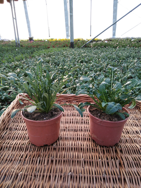 Gazania Kwiaty Otwarte w dzień Zamknięte noc "Śpiochy" Mix kolorów Słoneczny Kwiat SADZONKA