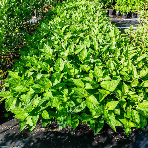 Hortensja piłkowana Bluebird (C2)