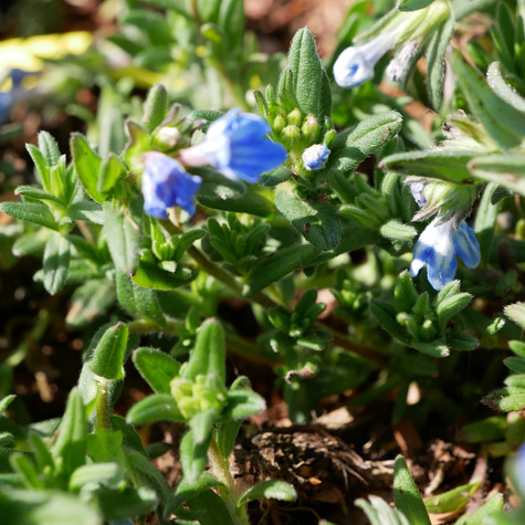 Nawrot rozpierzchły Heavenly Blue (C2)