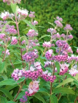 Barbula klandońska Stephi (C2)