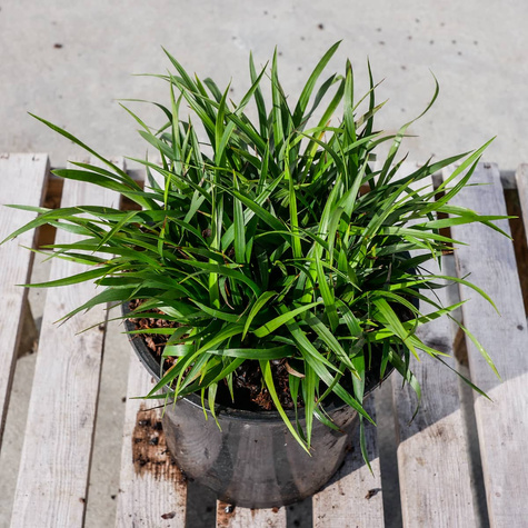 Trzęślica modra Igel