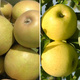 Duo Jabłoń Golden Delicious+Szara Reneta Plant Pack