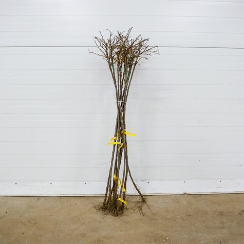 Agrest biały Hinnonmaki Gelb na pniu Plant Pack