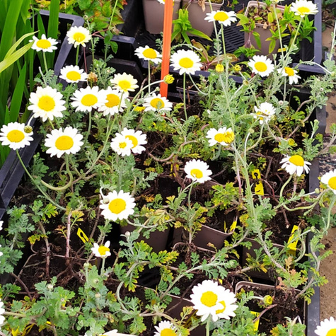 Rumian Susanna Mitchell (P9)