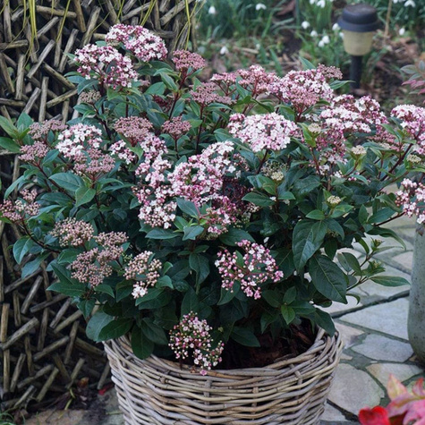 Kalina wawrzynowata Spirit (C2)