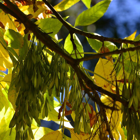 Jesion pensylwański (C2)