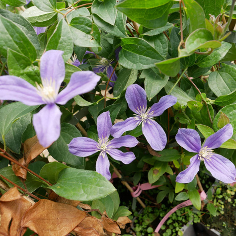 Powojnik Clematis bylinowy Arabella