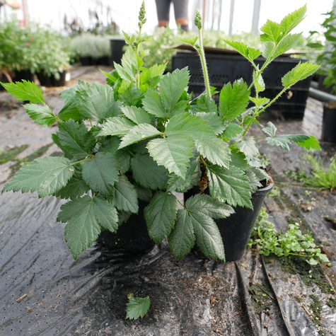 Tawułka chińska Vision in Pink (C2)