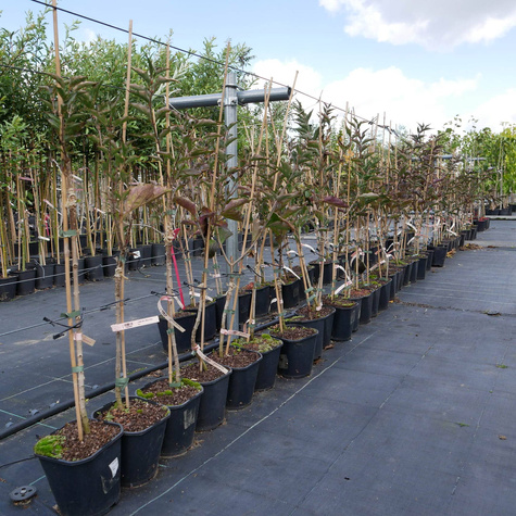 Lilak Bez Miss Kim szczepiony na pniu (C2)