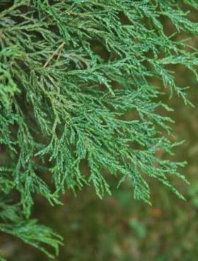 Cyprysik lawsona Lycopodioides