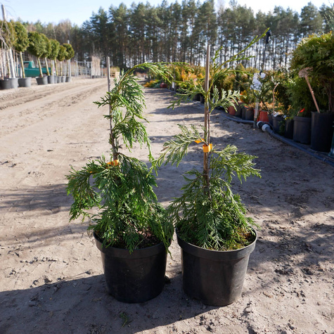 Cyprysik nutkajski 'Pendula'