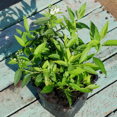 Tawuła japońska Albiflora (P9)