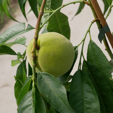 Mini Brzoskwinia biała