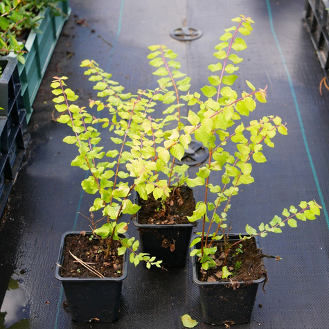 Śnieguliczka Chenaullta Brain de Soleil (P9)