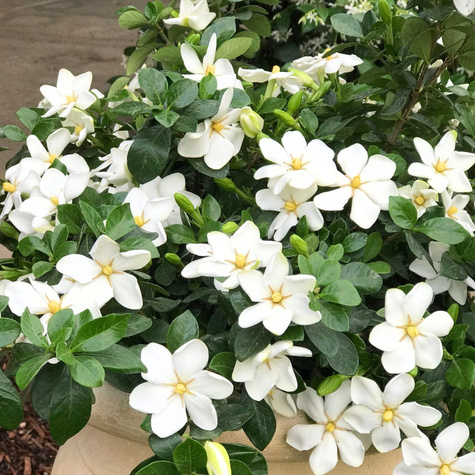 Gardenia Grandenia (C2)