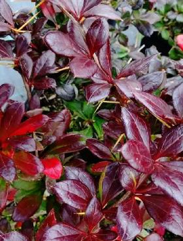 Berberys pośredni Red Yevel (C2)
