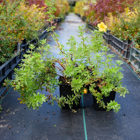 Pięciornik krzewiasty 'Mango Tango' (C2)