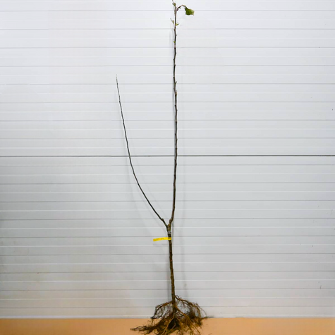 Duo Jabłoń Antonówka + Malinówka Plant Pack