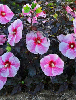 Hibiskus bylinowy Big Pansy (C2)