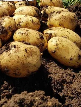 Ziemniak konsumpcyjny Marabel 25kg w kalibrze sadzeniaka