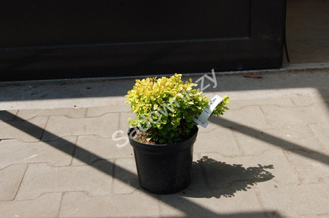 Berberys thunberga Tiny Gold doniczka C5