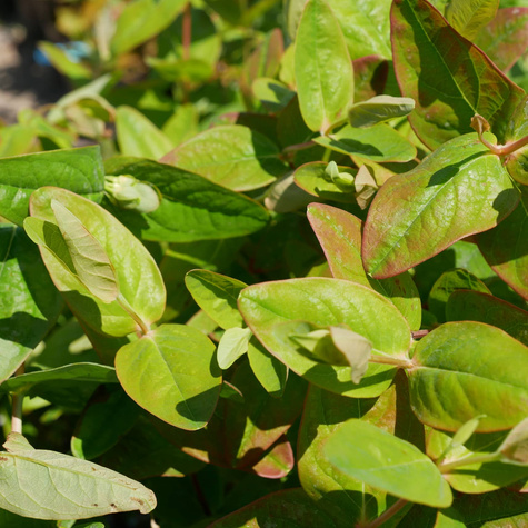 Dziurawiec bezwonny Magical Beauty (C2)