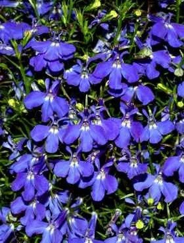 Lobelia przylądkowa Stroiczka Blue Carpet 0,5 g Vilmorin
