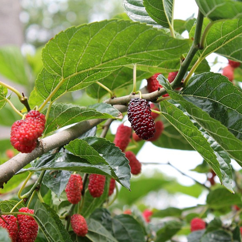 Morwa czerwona w doniczce dla diabetyków soki przetwory