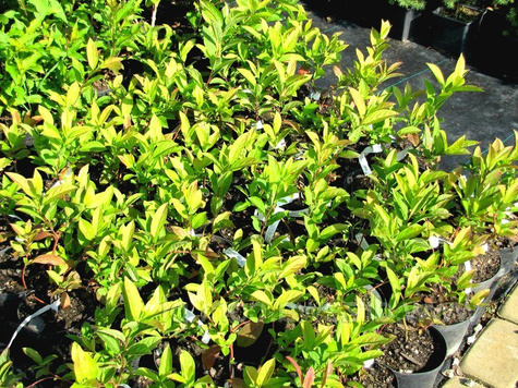 Itea wirginijska Henry's Garnet (P9)