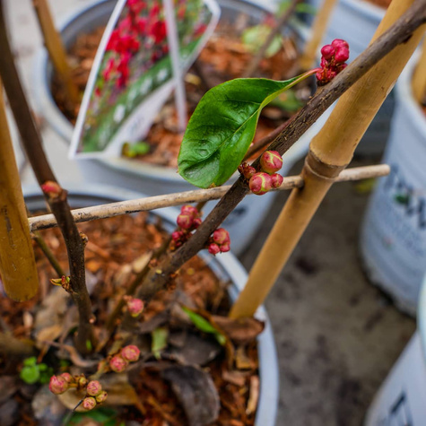 Pigwowiec okazały Pink Storm (C2)