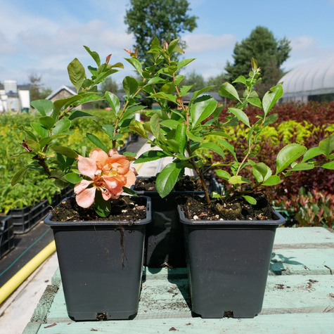 Pigwowiec okazały Geisha Girl (P9)