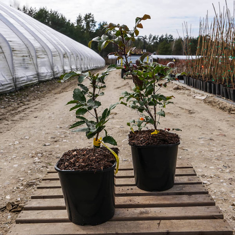 Mahonia pospolita (C2)