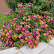Lantana camara Feston Rose (P9)
