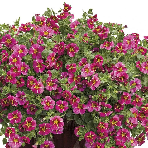 Calibrachoa Mini Surfinia Calita Special Cherry Star bordowo-żółta NOWOŚĆ