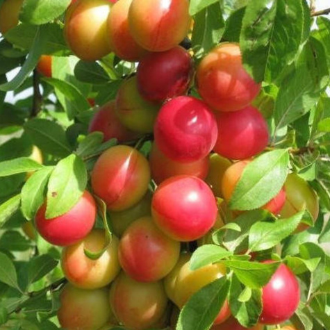 Śliwko-wiśnia Śliwowiśnia Plant Pack